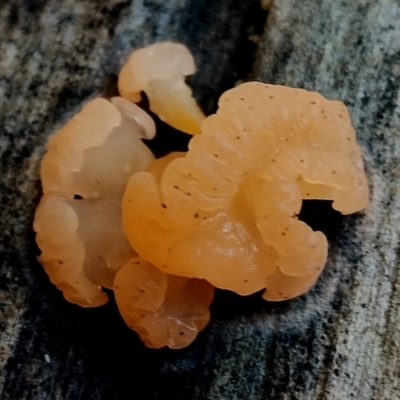 Unverified Convoluted to brain-like [Brain jelly & look-alikes]  at Bermagui, NSW - 12 Jul 2024 by Teresa