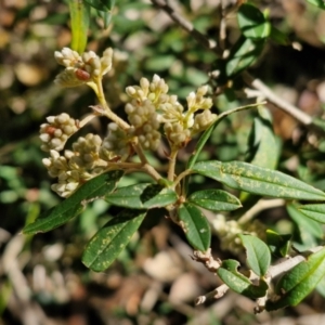 Pomaderris andromedifolia subsp. andromedifolia at Gundary, NSW - 13 Jul 2024