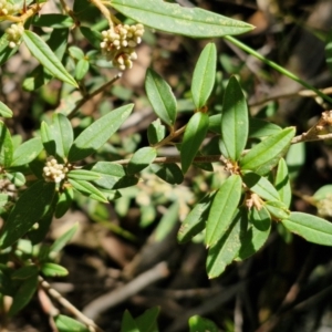 Pomaderris andromedifolia subsp. andromedifolia at Gundary, NSW - 13 Jul 2024