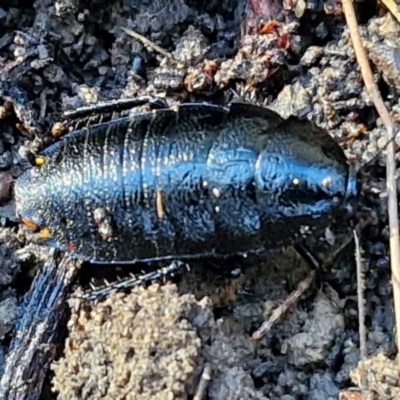 Platyzosteria melanaria at Gundary, NSW - 13 Jul 2024 by trevorpreston