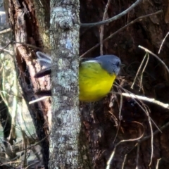 Eopsaltria australis (Eastern Yellow Robin) at Gundary, NSW - 13 Jul 2024 by trevorpreston