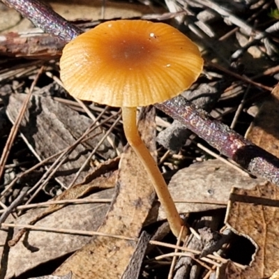 Unverified Cap on a stem; gills below cap [mushrooms or mushroom-like] at Gundary, NSW - 13 Jul 2024 by trevorpreston