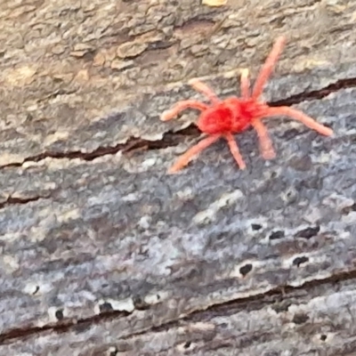 Paratrombium sp. (genus) (A velvet mite) at Gundary, NSW - 13 Jul 2024 by trevorpreston