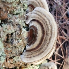 Trametes versicolor at Gundary, NSW - 13 Jul 2024 by trevorpreston