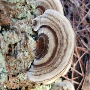 Trametes versicolor at Gundary, NSW - 13 Jul 2024