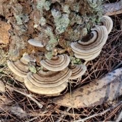 Trametes versicolor at Gundary, NSW - 13 Jul 2024 12:24 PM