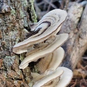 Trametes versicolor at Gundary, NSW - 13 Jul 2024 12:24 PM