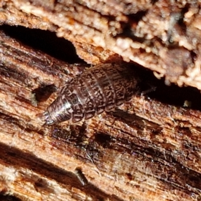 Isopoda (order) (Unidentified isopod or slater) at Gundary, NSW - 13 Jul 2024 by trevorpreston