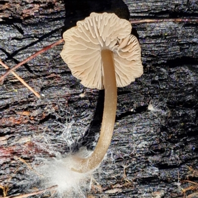 Unidentified Cap on a stem; gills below cap [mushrooms or mushroom-like] at Gundary, NSW - 13 Jul 2024 by trevorpreston