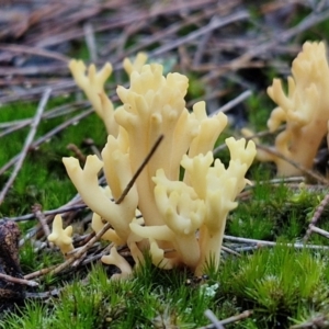 Ramaria sp. at Gundary, NSW - 13 Jul 2024