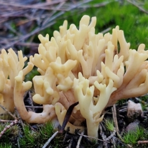 Ramaria sp. at Gundary, NSW - 13 Jul 2024