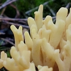 Ramaria sp. at Gundary, NSW - 13 Jul 2024