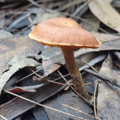 Unidentified Cap on a stem; gills below cap [mushrooms or mushroom-like] at Gundary, NSW - 13 Jul 2024 by trevorpreston