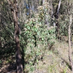 Pomaderris lanigera at Gundary, NSW - 13 Jul 2024