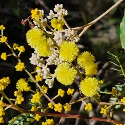 Acacia terminalis (Sunshine Wattle) at Gundary, NSW - 13 Jul 2024 by trevorpreston