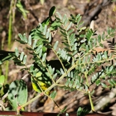 Acacia terminalis at Gundary, NSW - 13 Jul 2024