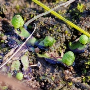 Asterella drummondii at Bungonia, NSW - 13 Jul 2024 11:45 AM