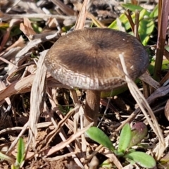 zz agaric (stem; gills not white/cream) at Bungonia, NSW - 13 Jul 2024 by trevorpreston