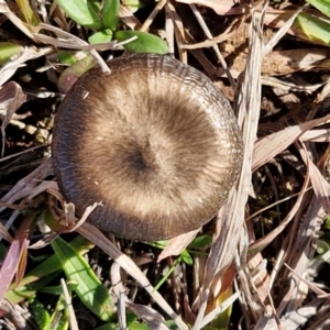 zz agaric (stem; gills not white/cream) at Bungonia, NSW - 13 Jul 2024