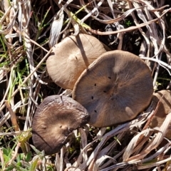 zz agaric (stem; gills not white/cream) at Bungonia, NSW - 13 Jul 2024