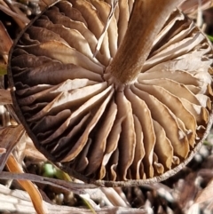 zz agaric (stem; gills not white/cream) at Bungonia, NSW - 13 Jul 2024 11:43 AM