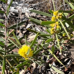 Acacia lanigera var. lanigera at Acton, ACT - 13 Jul 2024