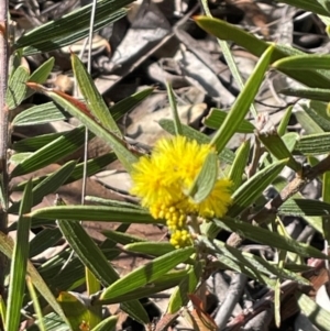 Acacia lanigera var. lanigera at Acton, ACT - 13 Jul 2024