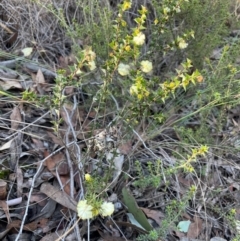 Acacia gunnii at Acton, ACT - 13 Jul 2024