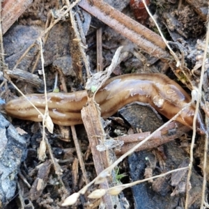 Anzoplana trilineata at Bungonia, NSW - 13 Jul 2024