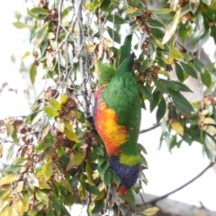 Trichoglossus moluccanus at Phillip, ACT - 12 Jul 2024