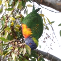 Trichoglossus moluccanus at Phillip, ACT - 12 Jul 2024