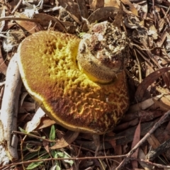 Unidentified Cap on a stem; pores below cap [boletes & stemmed polypores] at Phillip, ACT - 12 Jul 2024 by AlisonMilton