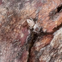 Opisthoncus sp. (genus) (Opisthoncus jumping spider) at Phillip, ACT - 12 Jul 2024 by AlisonMilton