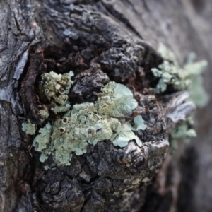 Flavoparmelia sp. at Strathnairn, ACT - 5 Jul 2024