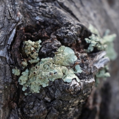 Flavoparmelia sp. at Strathnairn, ACT - 5 Jul 2024 by AlisonMilton