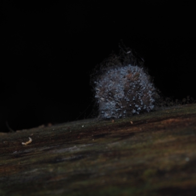 Penicillium sp. at Narooma, NSW - 13 Jul 2024 by Bushrevival