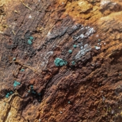 Unverified Lichen at Strathnairn, ACT - 5 Jul 2024 by AlisonMilton