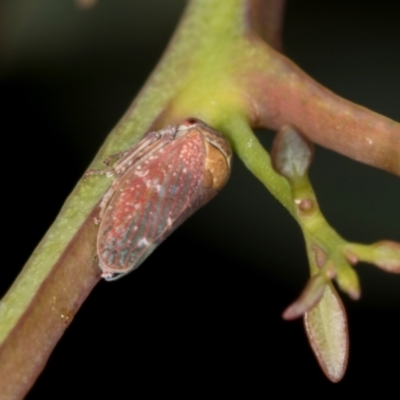 Katipo rubrivenosa (A leafhopper) at Hawker, ACT - 27 Mar 2024 by AlisonMilton