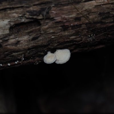 Panellus pusillus (Little Ping-pong Bat) at Narooma, NSW - 13 Jul 2024 by Bushrevival