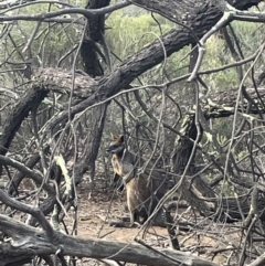 Wallabia bicolor (Swamp Wallaby) at Fentons Creek, VIC - 13 Jul 2024 by KL