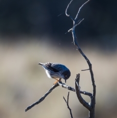 Daphoenositta chrysoptera (Varied Sittella) at Forde, ACT - 12 Jul 2024 by cedrisc