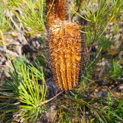 Banksia spinulosa var. spinulosa (Hairpin Banksia) at Bombay, NSW - 13 Jul 2024 by MatthewFrawley