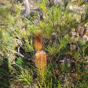 Banksia spinulosa var. spinulosa at Bombay, NSW - 13 Jul 2024 01:14 PM