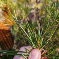 Banksia spinulosa var. spinulosa at Bombay, NSW - 13 Jul 2024