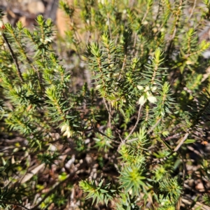 Melichrus urceolatus at Bombay, NSW - 13 Jul 2024