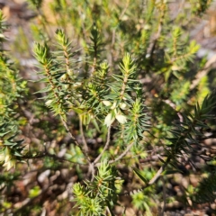 Melichrus urceolatus at Bombay, NSW - 13 Jul 2024