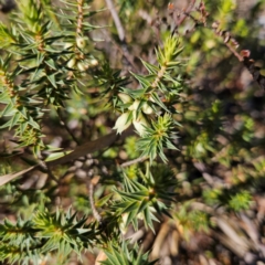 Melichrus urceolatus at Bombay, NSW - 13 Jul 2024