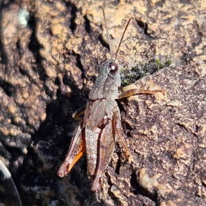 Phaulacridium vittatum at Bombay, NSW - 13 Jul 2024 01:26 PM