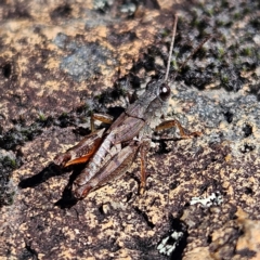 Phaulacridium vittatum at Bombay, NSW - 13 Jul 2024 01:26 PM