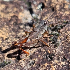 Phaulacridium vittatum at Bombay, NSW - 13 Jul 2024 01:26 PM